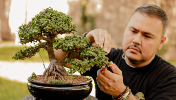 Gilbert Cantu tends to his bonsai plant in Corpus Christi, Texas.