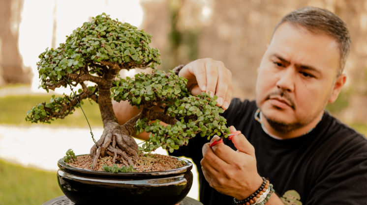 Gilbert Cantu tends to his bonsai plant in Corpus Christi, Texas.