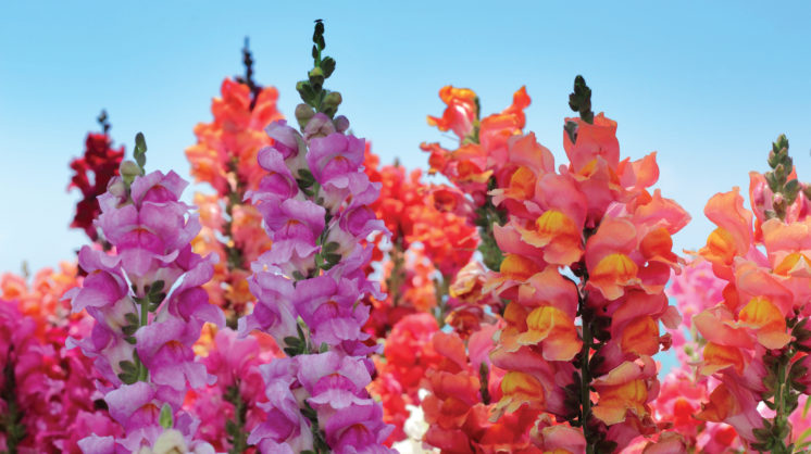 Multicolored growing snapdragons growing in the spring.