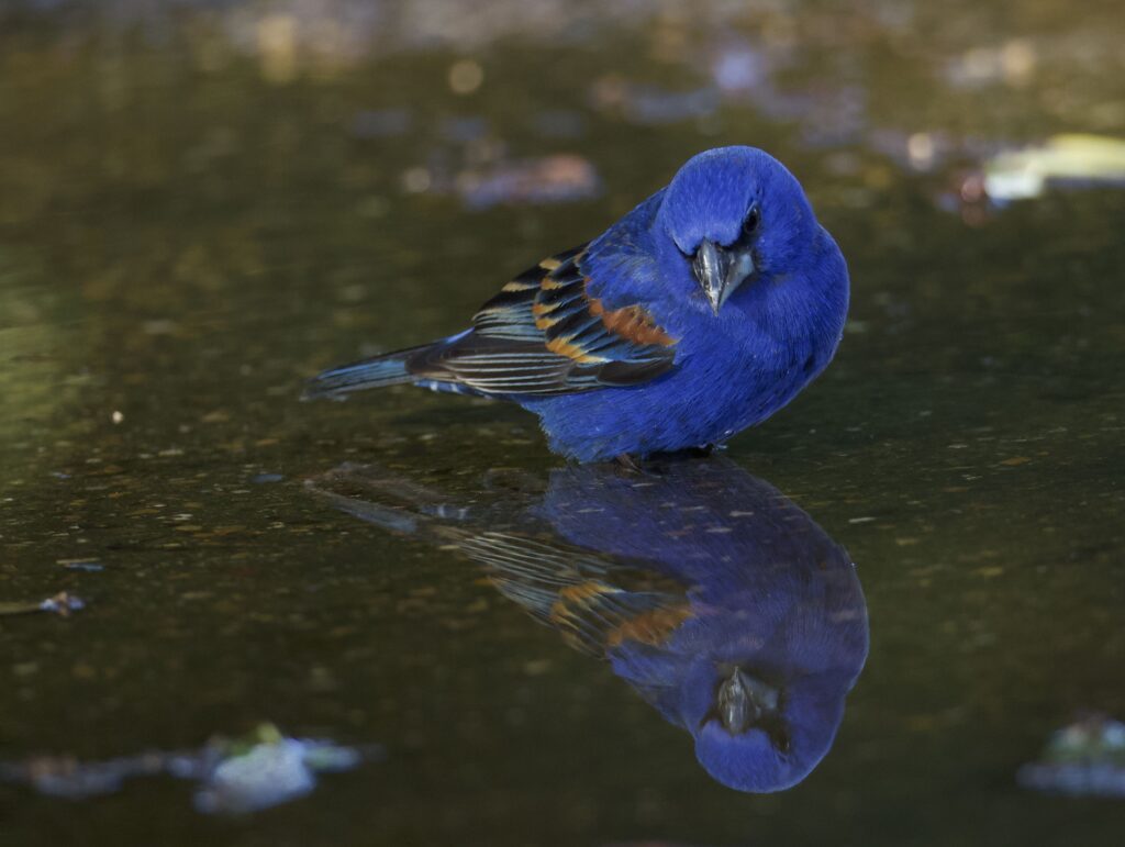 A Indigo Bunting observes its reflection in the still water at Coastal Bend Bays & Estuaries Program, photographed by Dave Allen, 5th place in Buntings and Grosbeaks.