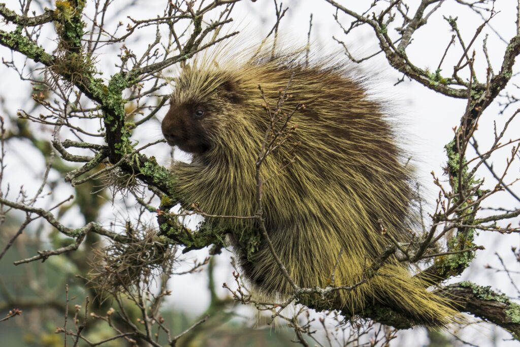 A porcupine sits perched on a tree branch at Cypress Creek Ranch, photographer by Jon Reinhar, 5th place in rodents.