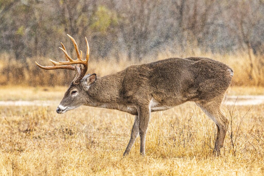 A buck grazes in the pasture of South Texas Ranch in Kleberg County, 3rd place in the anything goes category, shot by Adan "Bull" Alvarez.