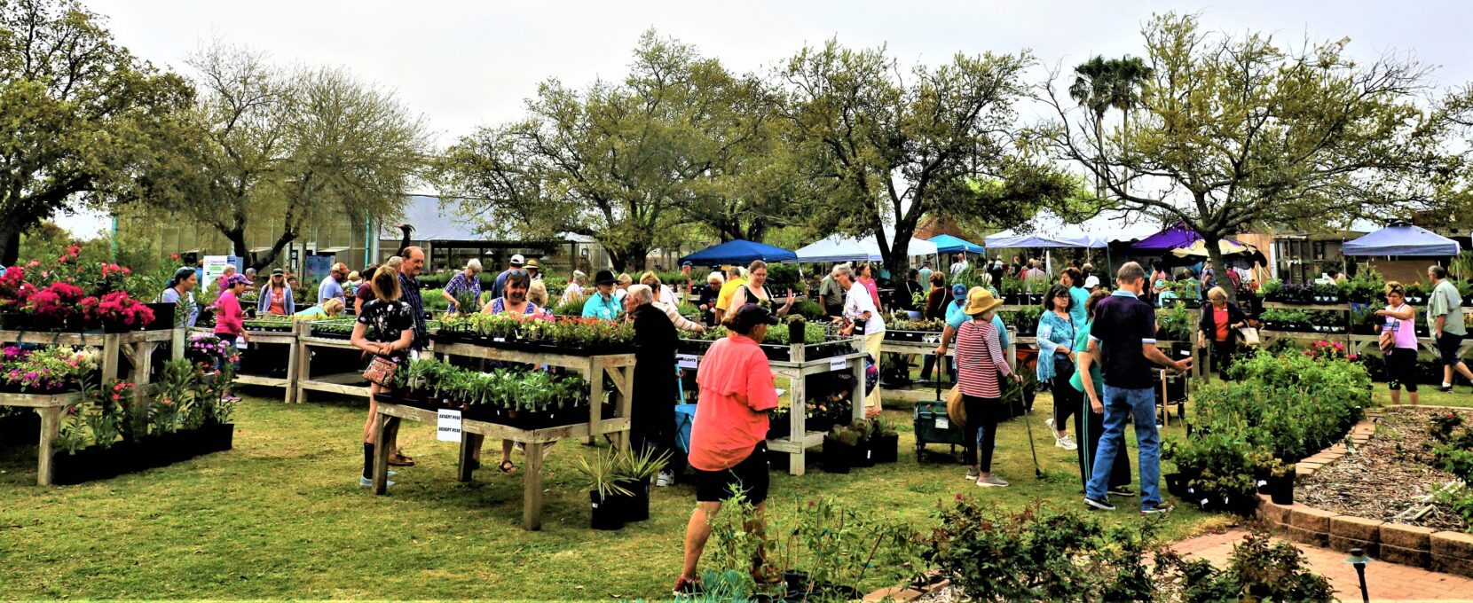 The Big Bloom Mega Plant Sale & Garden Festival at South Texas Botanical Gardens in Corpus Christi.