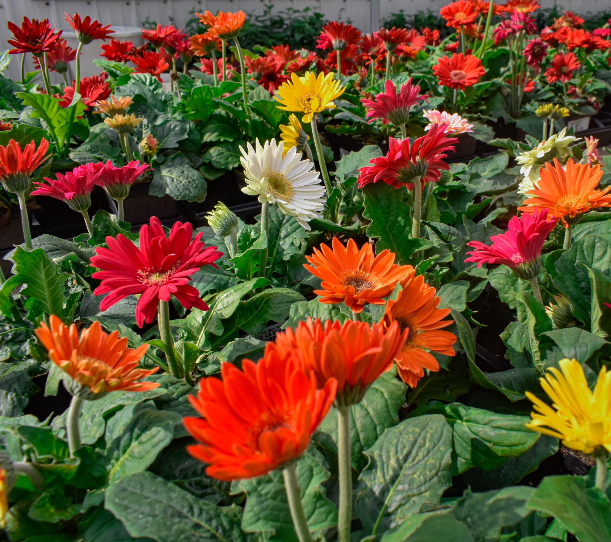 Gerbera Daisys are the perfect spring flowers to have your Coastal Bend garden blooming with color.