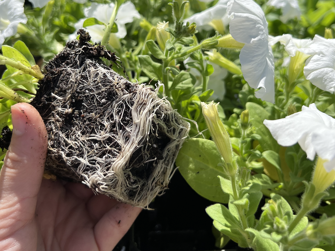 Tender roots work best with a soft, fluffy gardening soil.