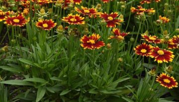 Uptick Coreopsis blooms standing radiantly in the spring.