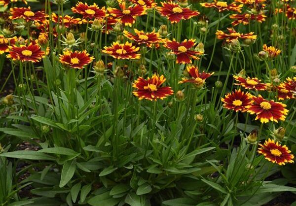 Uptick Coreopsis blooms standing radiantly in the spring.