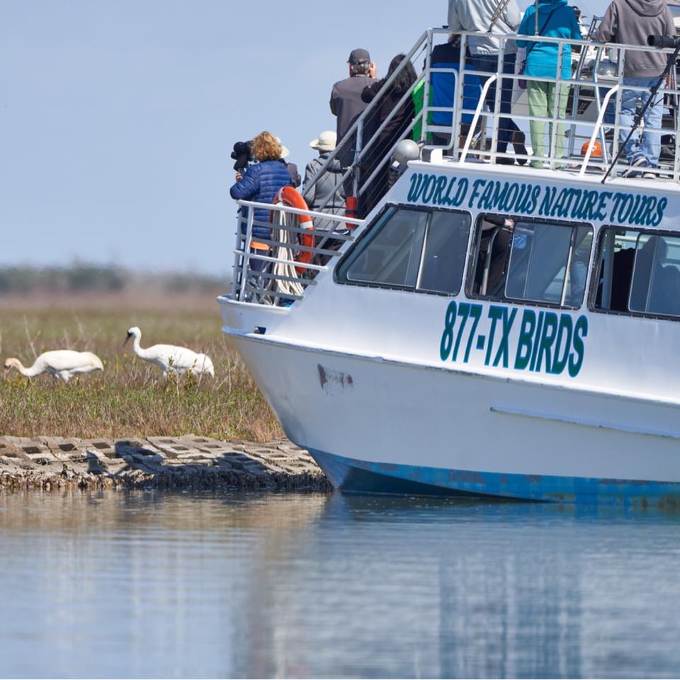 Rockport Birding & Kayak Adventure, one of several Coastal Bend Boat Tours, perfect for the nature lover.