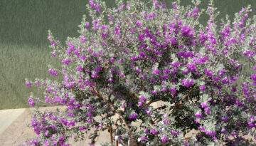 The natural shrub of Texas, here's everything you'll need to know for growing rugged Texas Sage in the Coastal Bend.