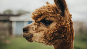 alpaca at Gulf Breeze Alpaca & Sheep Ranch & Lodging
