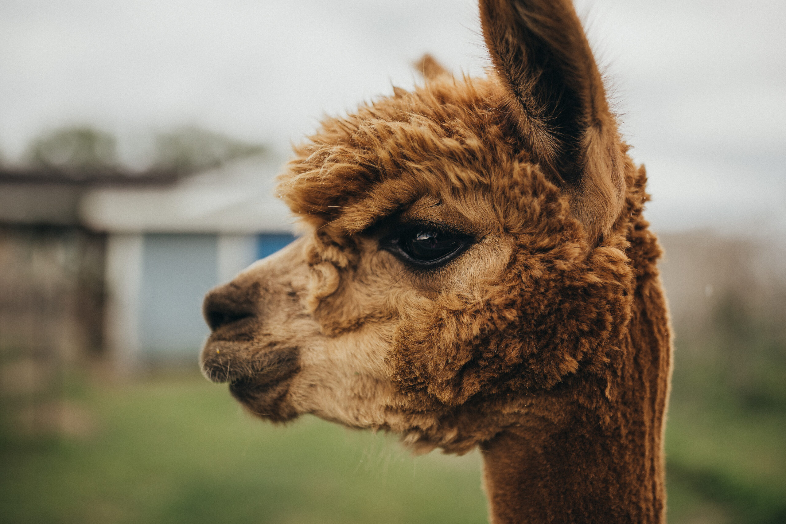 alpaca様 TB_07_23_Disc_GulfBreezeAlpaca