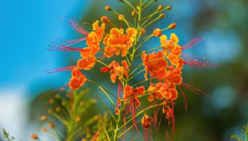 Image of the Pride of Barbados