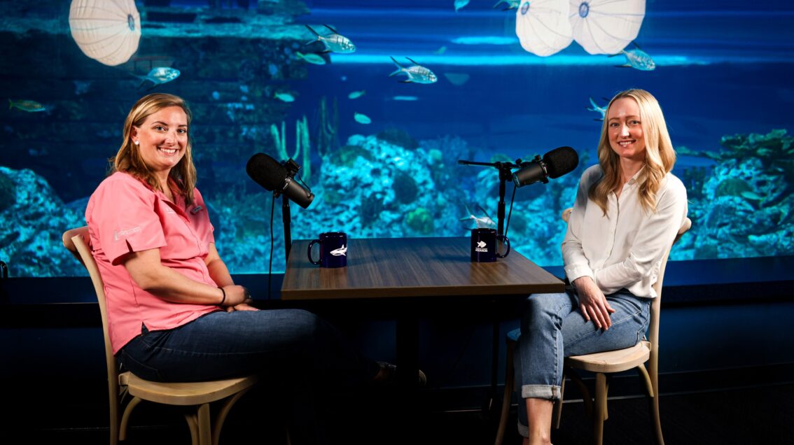 Rebecca Shellock Local Shark Researcher To Be Featured in Discovery's Shark Week