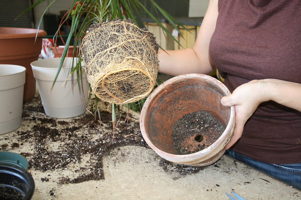 repotting plants with Gill Garden Center + Landscape Co. 