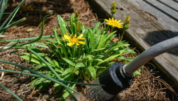 Gill Garden Center + Landscape Co. emphasizes the importance of watering your summer garden