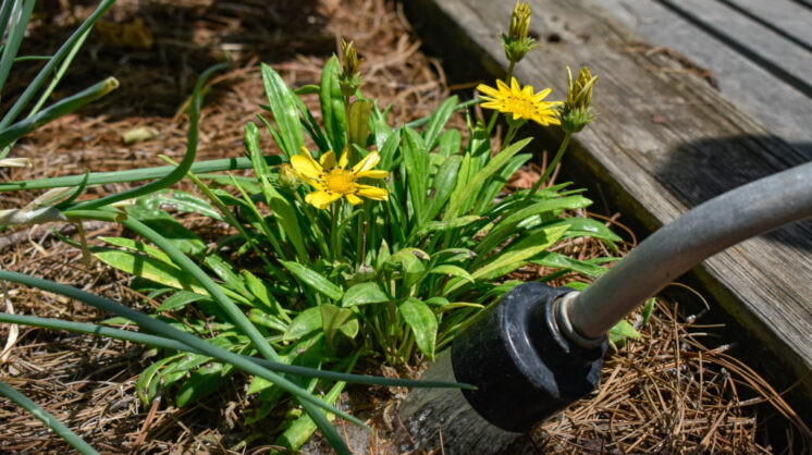 Gill Garden Center + Landscape Co. emphasizes the importance of watering your summer garden