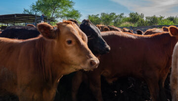 two Texas cattle ranchers bring premium beef to the Coastal Bend with Champs Meet Market