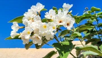 The Texas Olive plant in Corpus Christi, Texas.
