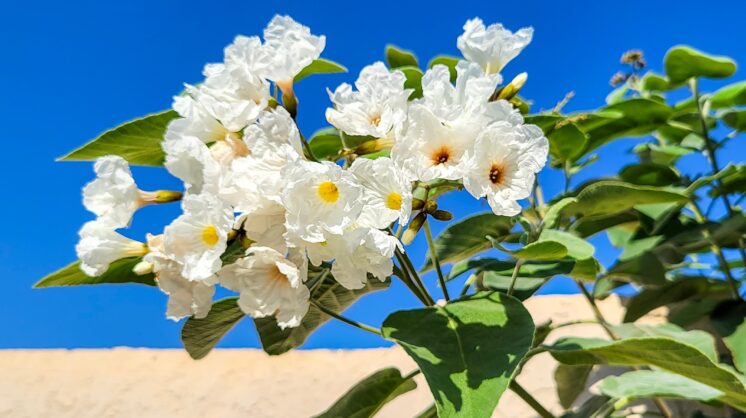 The Texas Olive plant in Corpus Christi, Texas.
