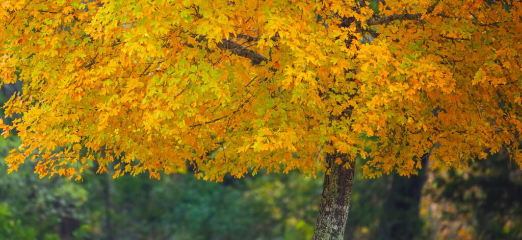 Uvalde Bigtooth maple tree with stunning golden autumn leaves, "pops" with soft saturated color.