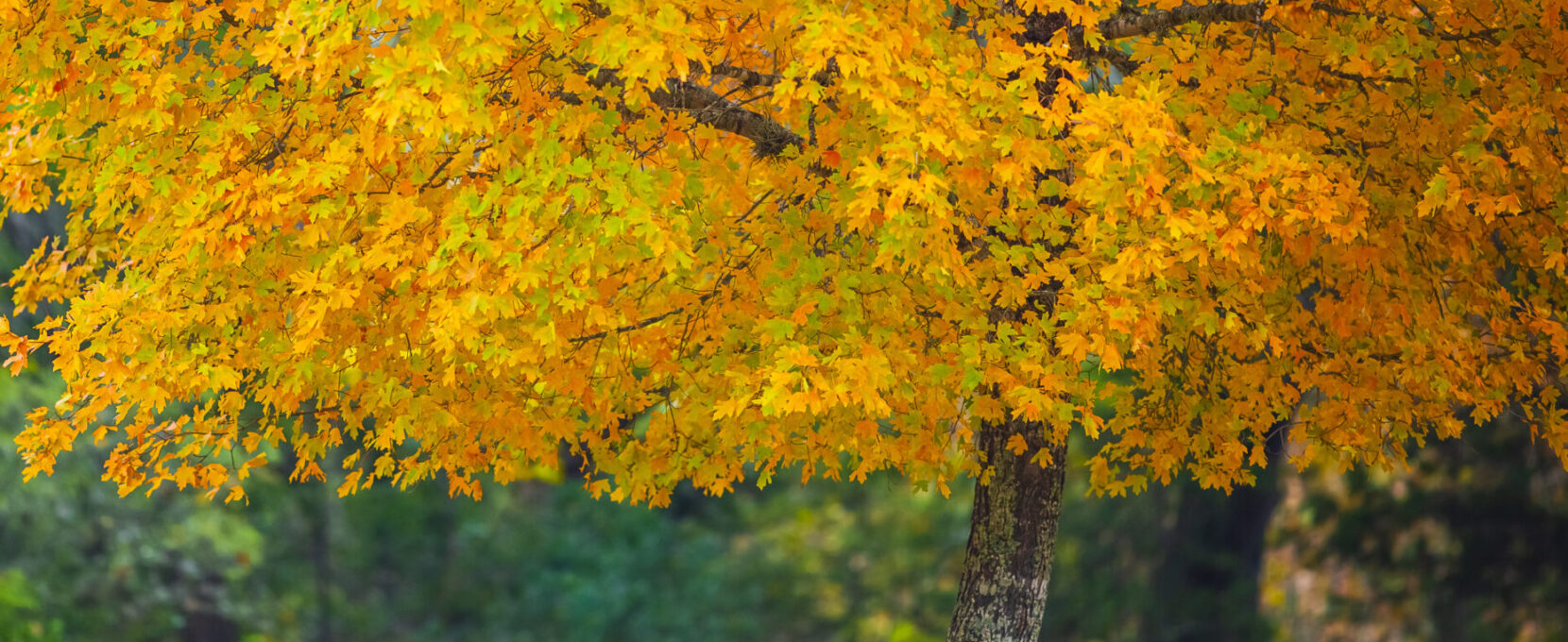 Uvalde Bigtooth maple tree with stunning golden autumn leaves, "pops" with soft saturated color.
