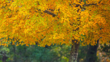 Uvalde Bigtooth maple tree with stunning golden autumn leaves, "pops" with soft saturated color.