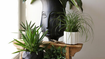 tips for creating a house plant oasis