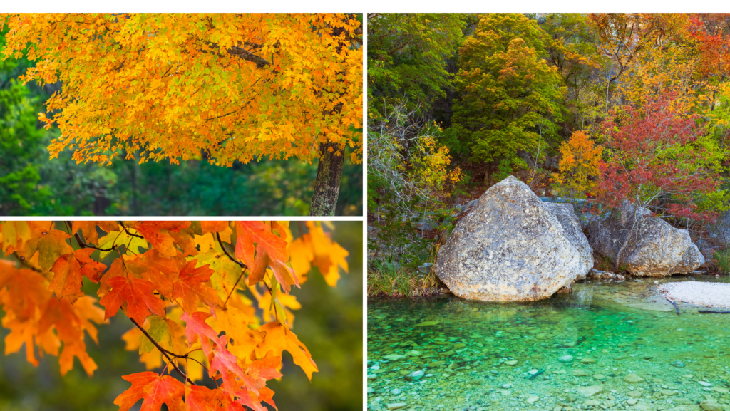 Fall foliage in Texas.