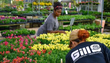 tips for fall flower planting at Gill Garden Center + Landscape Co.