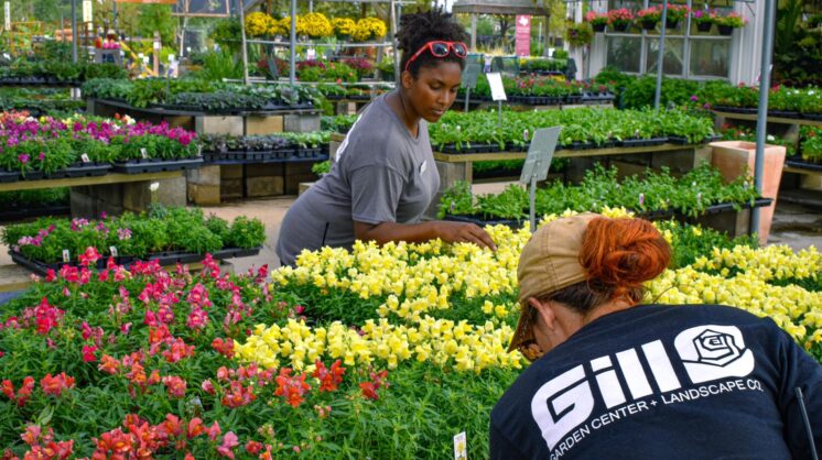 tips for fall flower planting at Gill Garden Center + Landscape Co.