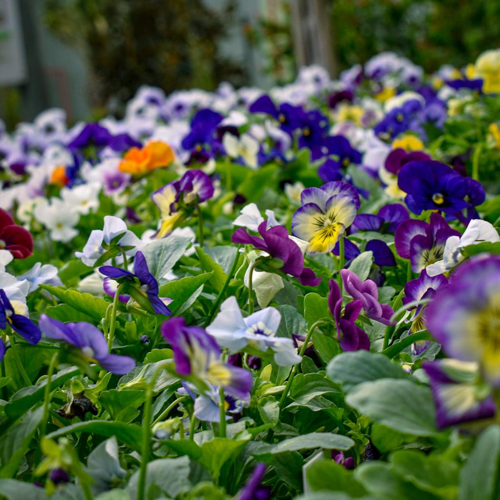tips for fall flower planting at Gill Garden Center + Landscape Co.