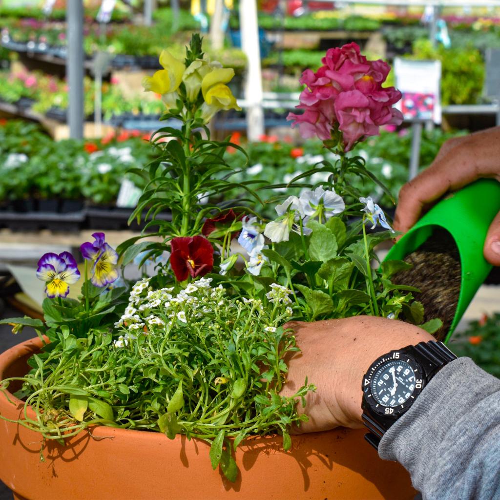 tips for fall flower planting at Gill Garden Center + Landscape Co.