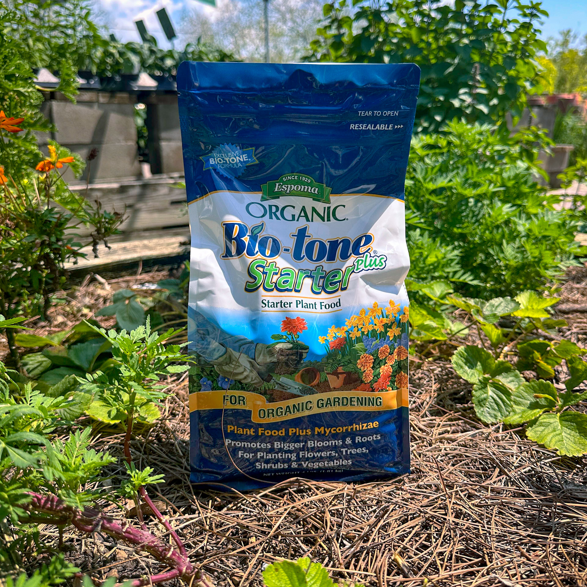 tips for fall flower planting at Gill Garden Center + Landscape Co.