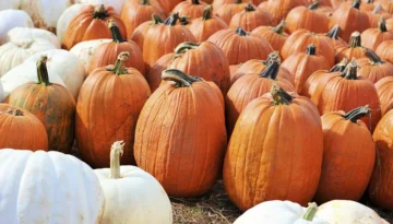 Pumpkin patches in Corpus Christi