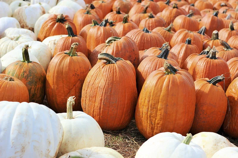 Pumpkin patches in Corpus Christi