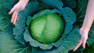 growing cabbage in the Coastal Bend