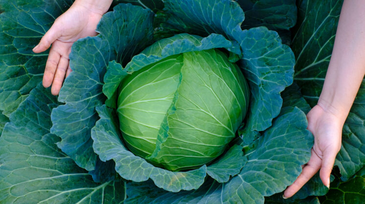 growing cabbage in the Coastal Bend