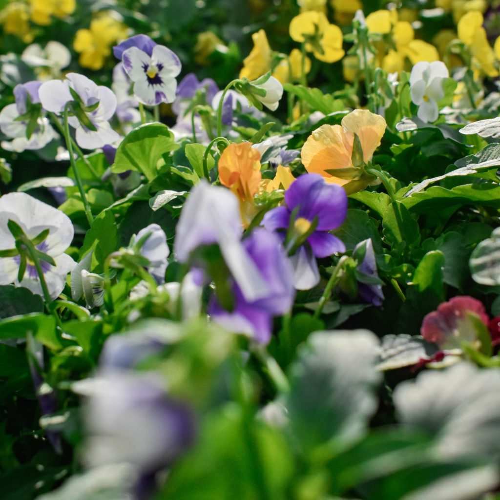 Gill Garden Center + Landscape Co.'s recommendations for November planting