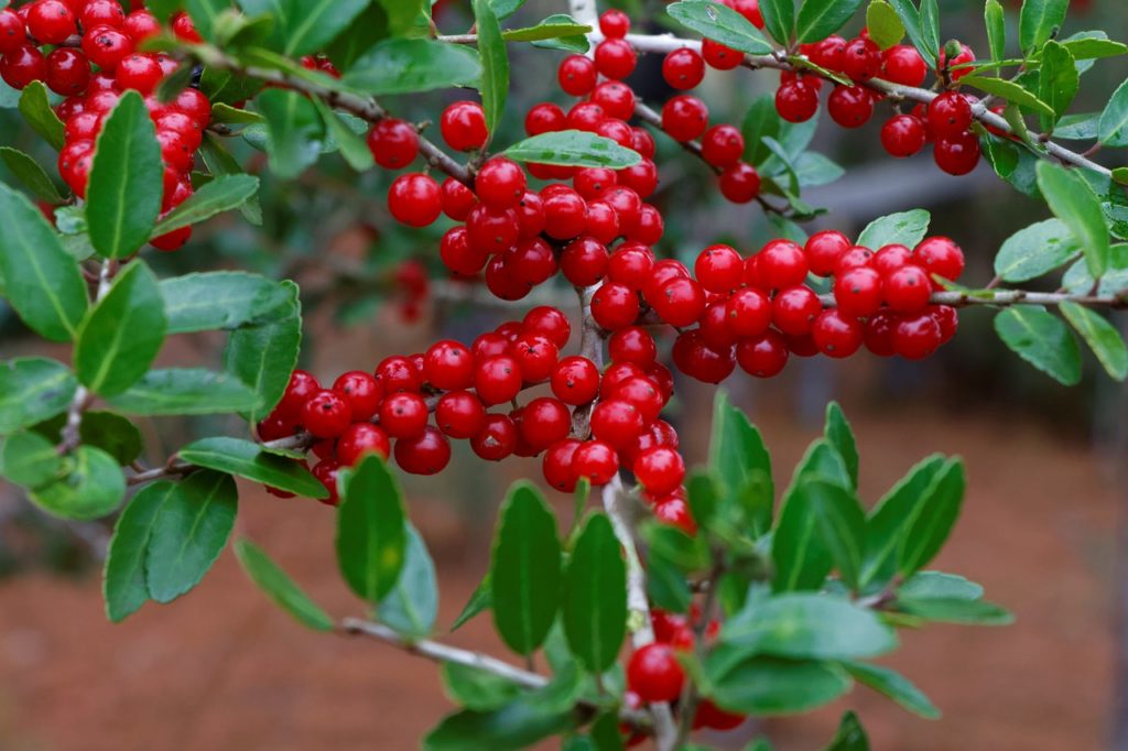 Gill Garden Center + Landscape Co.'s recommendations for November planting