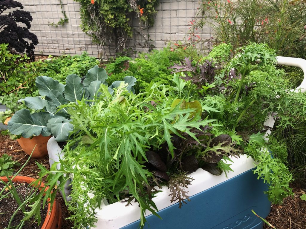 Gill Garden Center + Landscape Co.'s recommendations for November planting