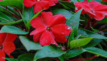 Gill Garden Center + Landscape Co.'s recommendations for November planting