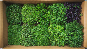 growing microgreens in the Coastal Bend