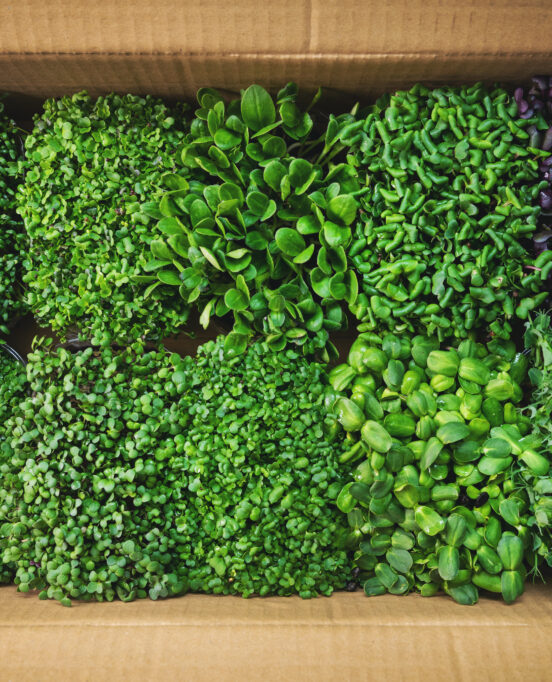 growing microgreens in the Coastal Bend