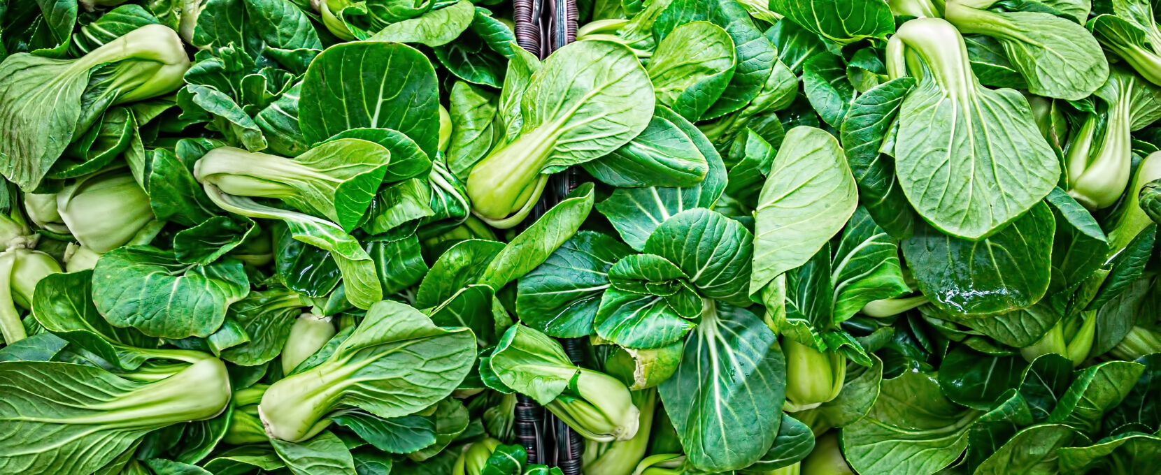 Growing Bok Choy in the Coastal Bend