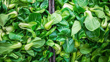 Growing Bok Choy in the Coastal Bend