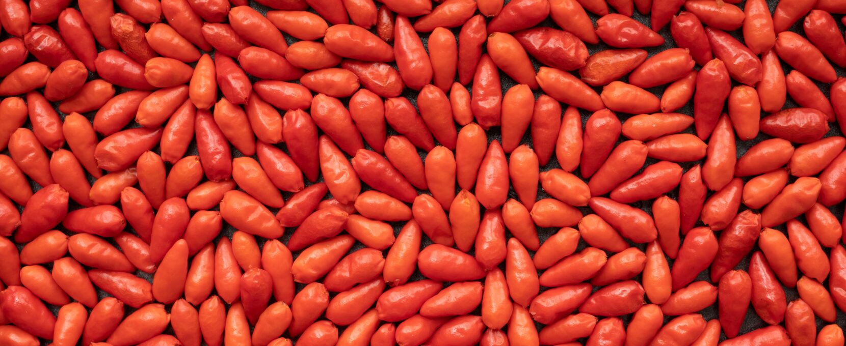 growing chile pequin the Coastal Bend