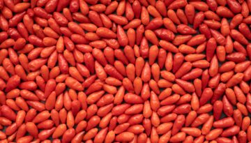 growing chile pequin the Coastal Bend