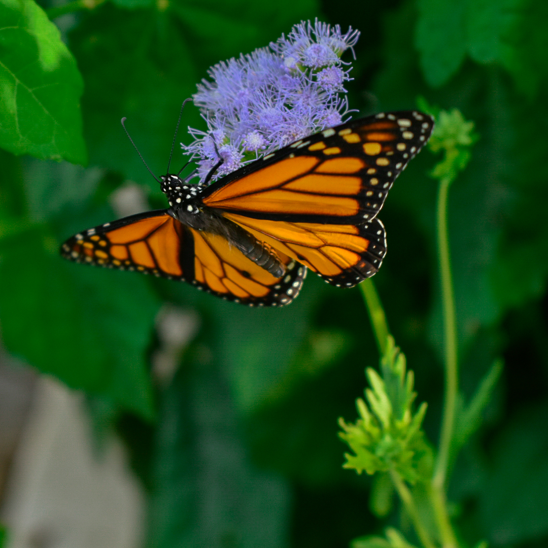 photo of a butterfly as a plant pollinator from Gill Garden Center + Landscape Co.