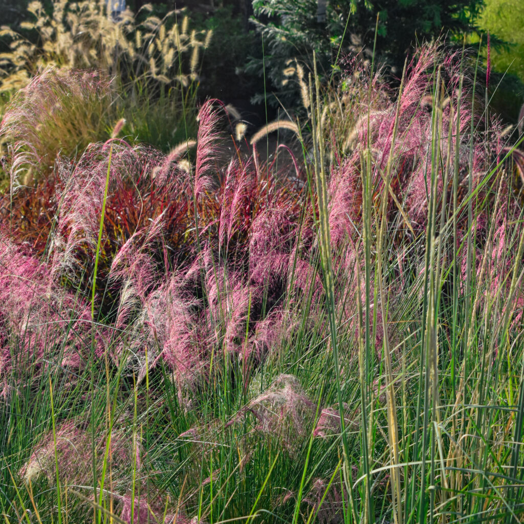 photo of freeze-tolerant grasses from Gill Garden Center + Landscape Co.