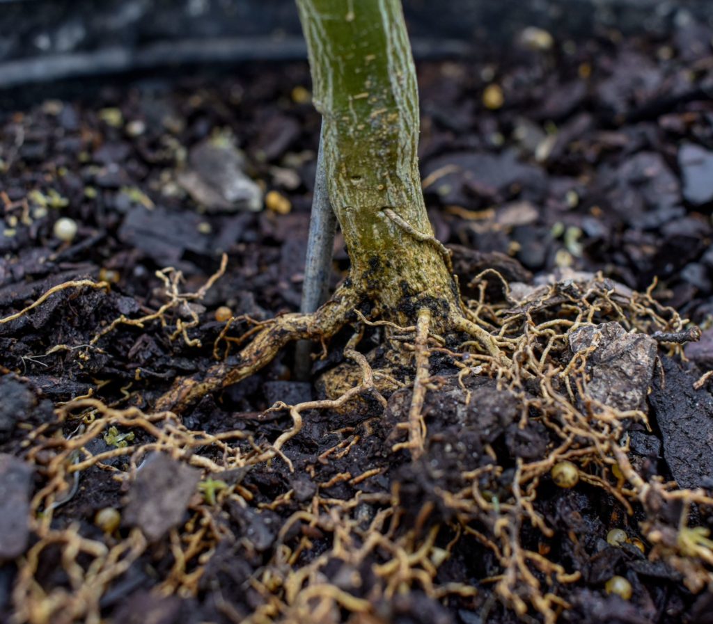 photo of plant roots at Gill Garden Center + Landscape Co.